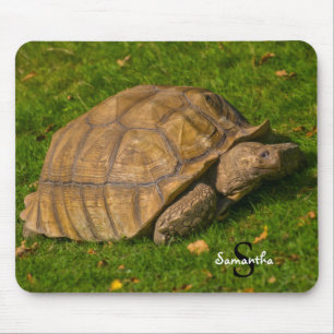 Tortoise Musmatta