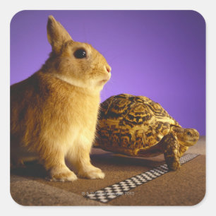 Tortoise och harar fyrkantigt klistermärke