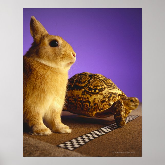 Tortoise och harar poster (Framsidan)