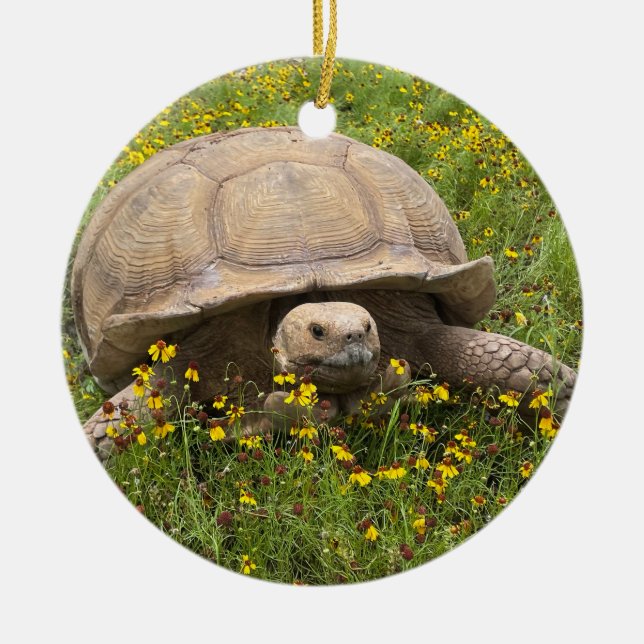 Tortoise Ornament (Framsidan)
