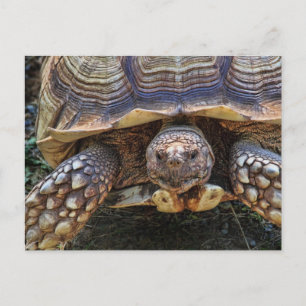 Tortoise Photo Vykort