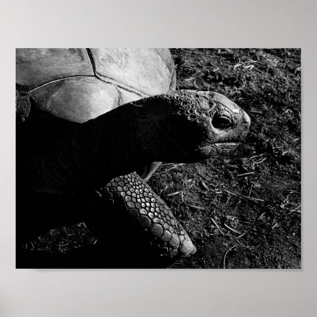 Tortoise Photograph in Black and White Poster (Framsidan)