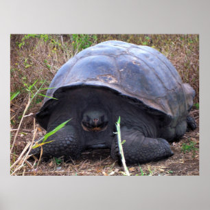 Tortoise Porträtt Poster