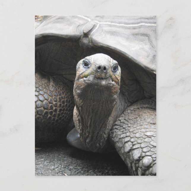 Tortoise Postcard Vykort (Framsida)