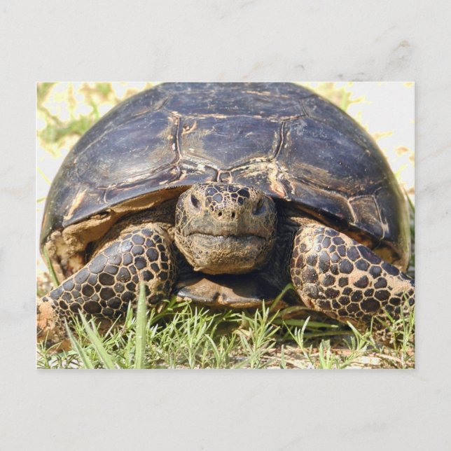 Tortoise Postcard Vykort (Framsida)