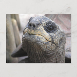 Tortoise Postcard Vykort
