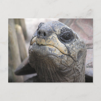 Tortoise Postcard Vykort