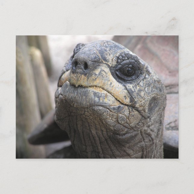 Tortoise Postcard Vykort (Framsida)