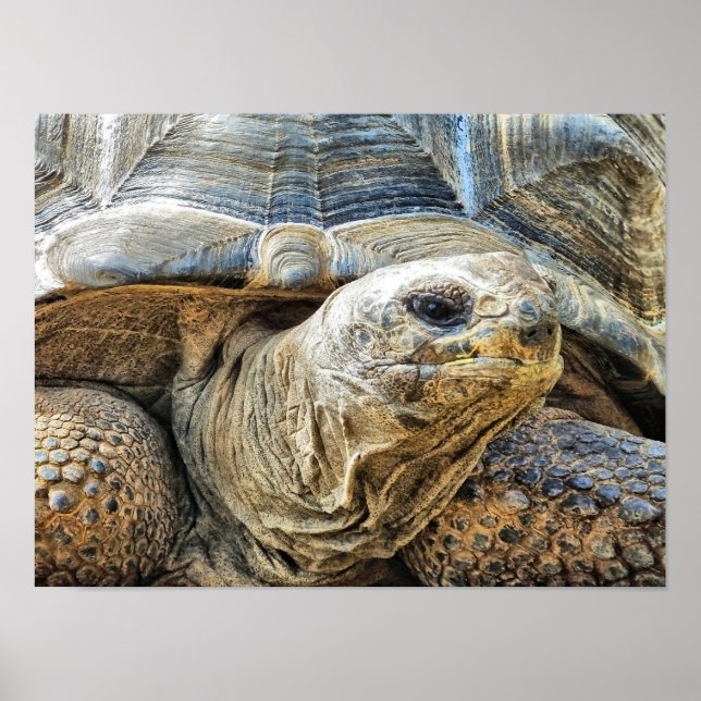 TORTOISE POSTER (Framsidan)