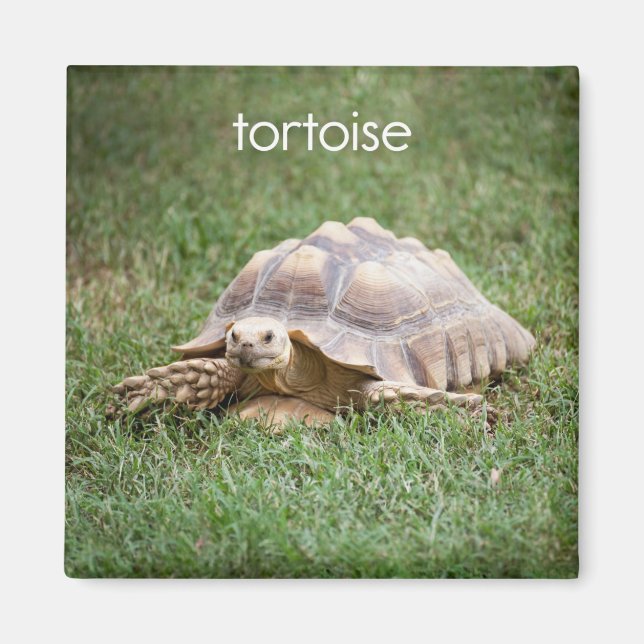 Tortoise Refrigerator Magnet (Framsidan)