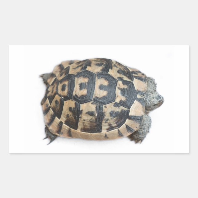 Tortoise Rektangulärt Klistermärke (Framsida)