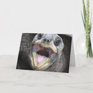 Tortoise säger hej! Kort