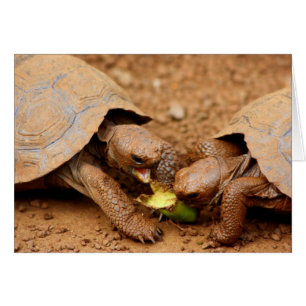 Tortoise Snack Hälsningskort
