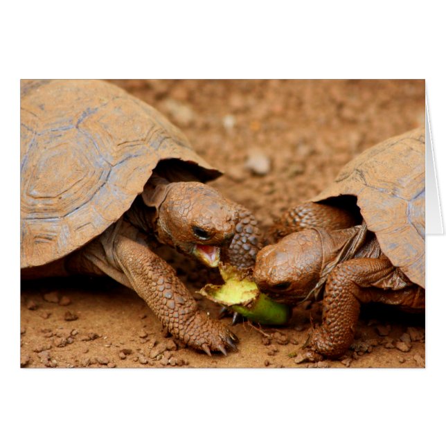 Tortoise Snack Hälsningskort (Framsidan Horizontal)