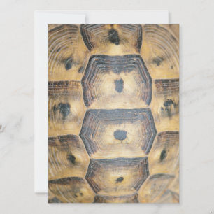 Tortoise Snäcka Mönster