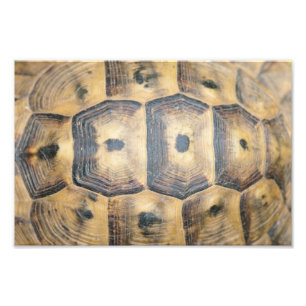Tortoise Snäcka Mönster Fototryck