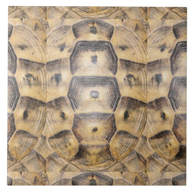 Tortoise snäcka mönster kakelplatta (Framsidan)