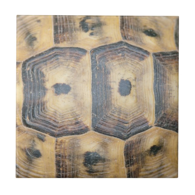 Tortoise Snäcka Mönster Kakelplatta (Framsidan)