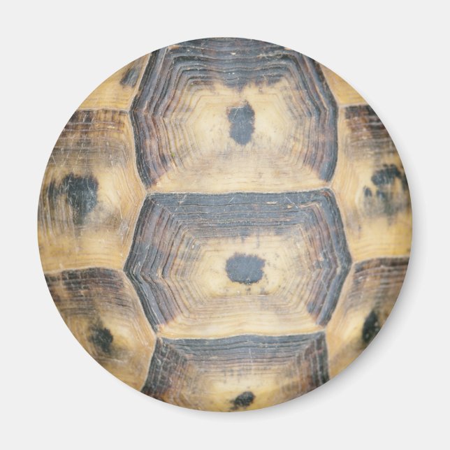 Tortoise Snäcka Mönster Magnet (Framsidan)