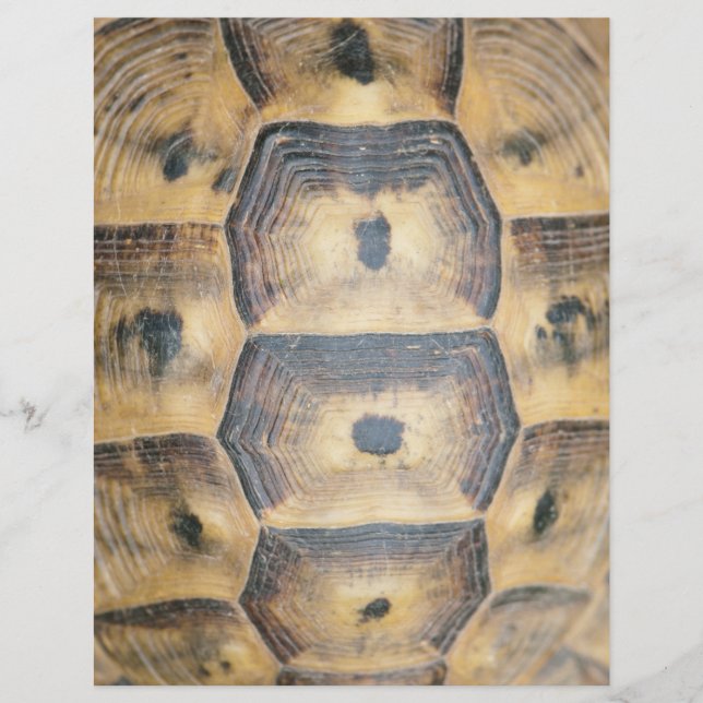 Tortoise Snäcka Mönster Reklamblad (Framsidan)