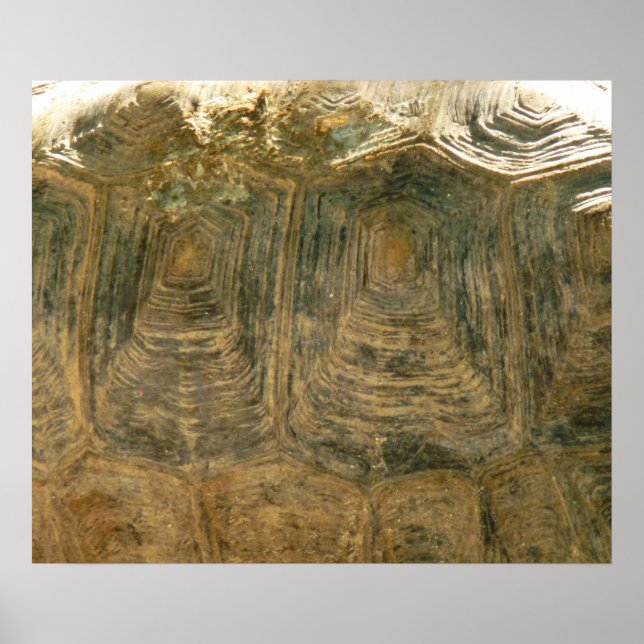 Tortoise Snäcka Nature Photo Poster (Framsidan)