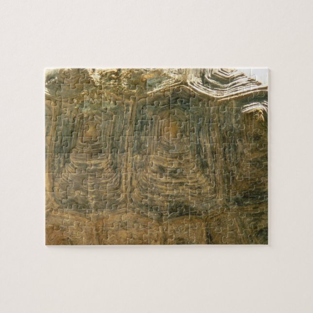 Tortoise Snäcka Nature Photo Pussel (Horisontell)