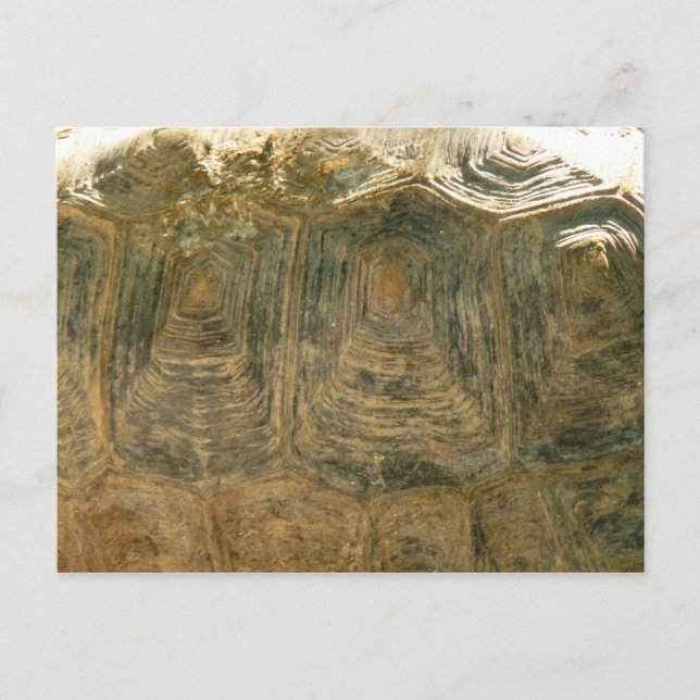 Tortoise Snäcka Nature Photo Vykort (Framsida)