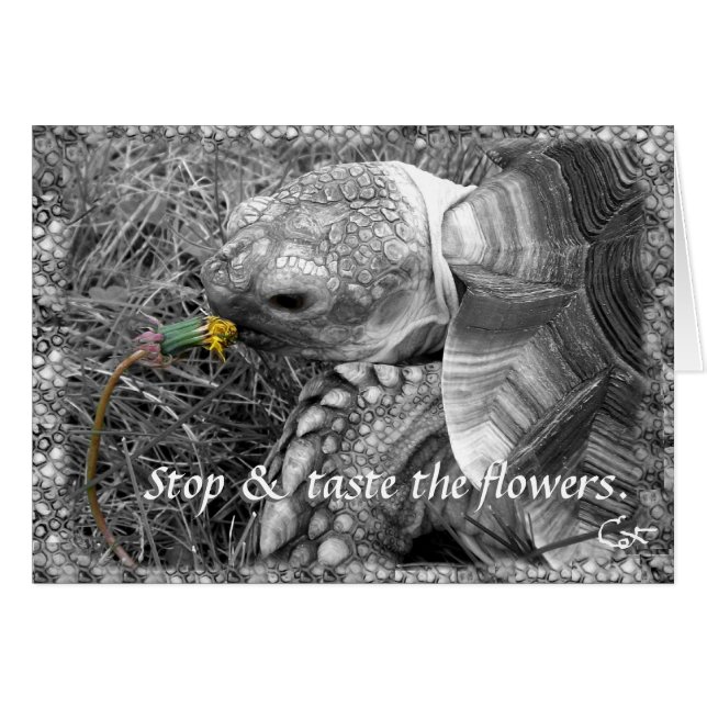 Tortoise - Stoppa och smaka blommorna Hälsningskort (Framsidan Horizontal)