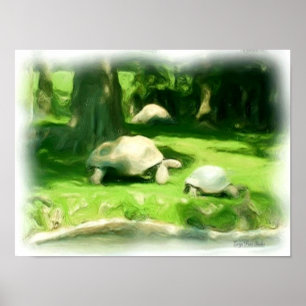 Tortoise Tävling Poster