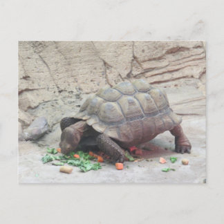 Tortoise Turtle Reptile Vykort