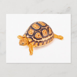 Tortoise Vykort