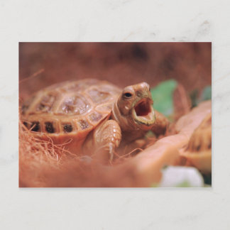 Tortoise Vykort