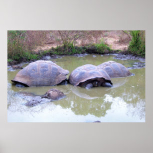 Tortoises i Lera Poster