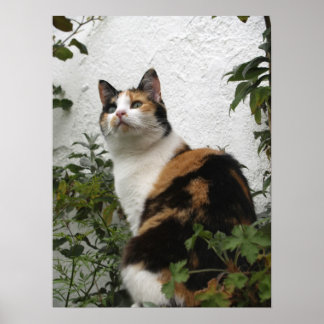 Tortoiseshell and White Cat Poster