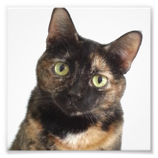 Tortoiseshell Cat Fototryck