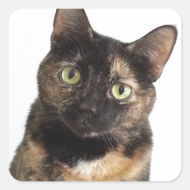 Tortoiseshell Cat Fyrkantigt Klistermärke (Framsida)