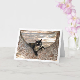 Tortoiseshell Cat i Träd Kort