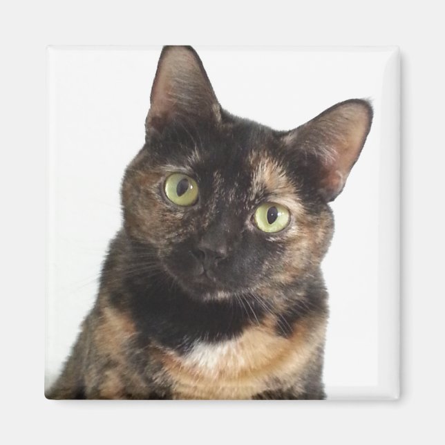 Tortoiseshell Cat Magnet (Framsidan)