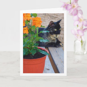 Tortoiseshell Cat med eldningsblommor Kort
