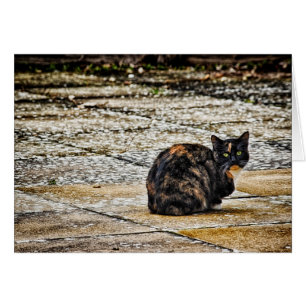 Tortoiseshell Cat OBS Kort
