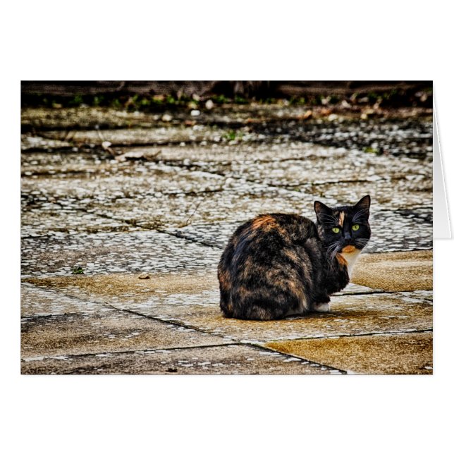 Tortoiseshell Cat OBS Kort (Framsidan Horizontal)