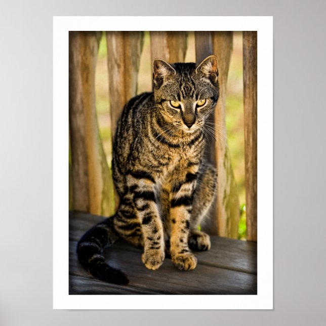 Tortoiseshell Cat Porträtt, Closeup Animal Photo Poster (Framsidan)