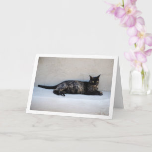 Tortoiseshell Cat Porträtt Kort