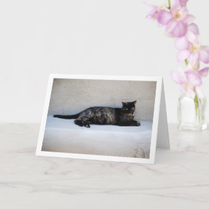 Tortoiseshell Cat Porträtt Kort