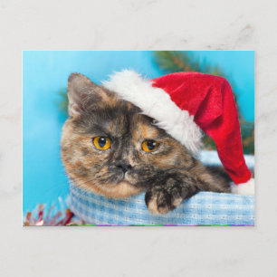 Tortoiseshell Cat PurrFect-Julhelg Helg Vykort
