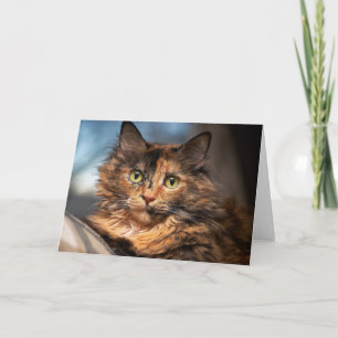Tortoiseshell Fluffy Cat Kort