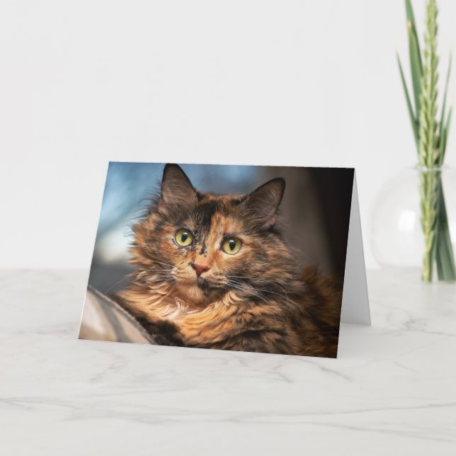 Tortoiseshell Fluffy Cat Kort (Framsida)