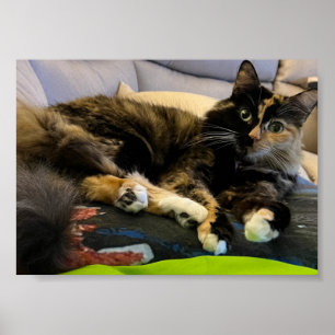 Tortoiseshell Katt Ljugit nedåt Poster