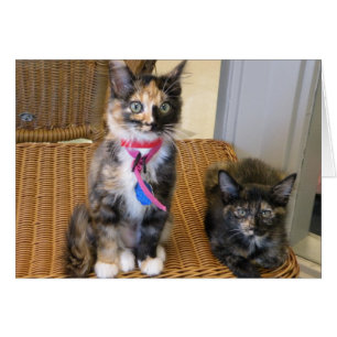 Tortoiseshell Kattunge Hälsningskort