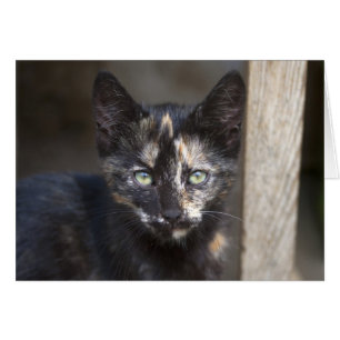 Tortoiseshell Kitten Hälsningskort